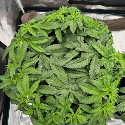 The Queen S1 growlog timeline photo