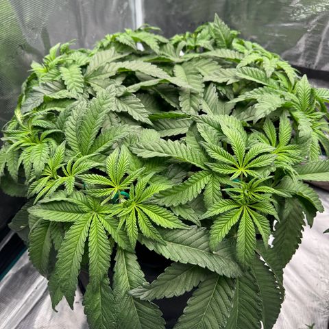 The Queen S1 growlog timeline photo
