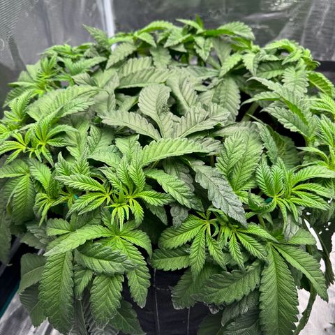 The Queen S1 growlog timeline photo