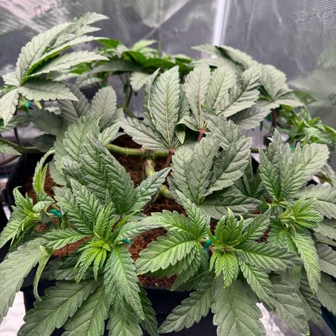The Queen S1 growlog timeline photo