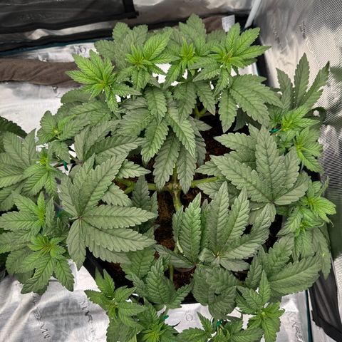 The Queen S1 growlog timeline photo