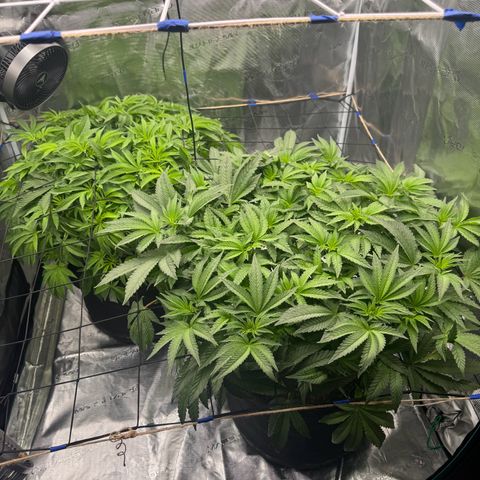 The Queen S1 growlog timeline photo