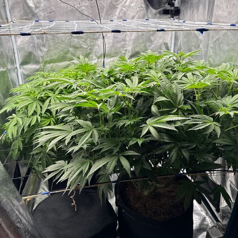The Queen S1 growlog timeline photo