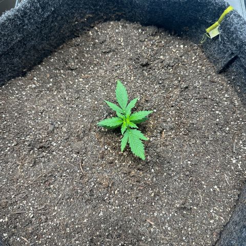 Original Cinderella  growlog timeline photo
