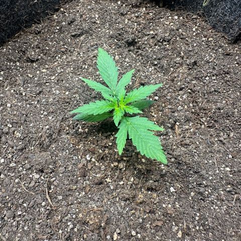 Original Cinderella  growlog timeline photo