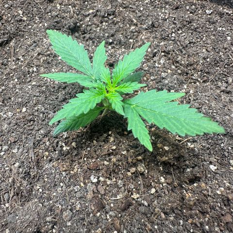 Original Cinderella  growlog timeline photo
