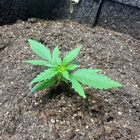 Original Cinderella  growlog timeline photo