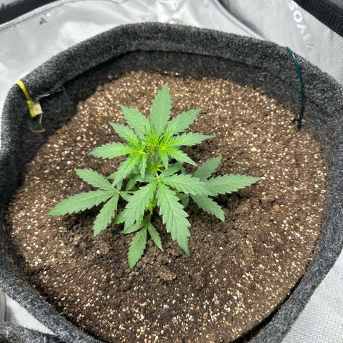 Original Cinderella  growlog timeline photo