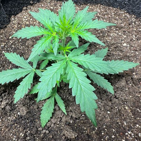 Original Cinderella  growlog timeline photo