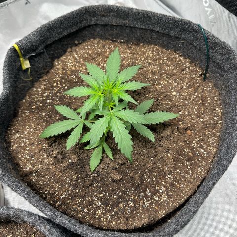 Original Cinderella  growlog timeline photo