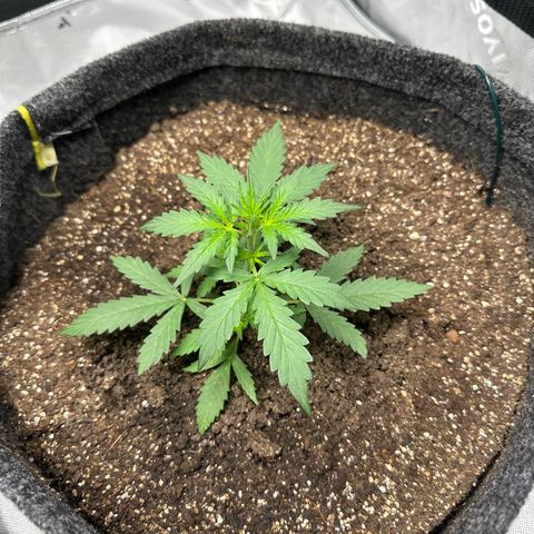Original Cinderella  growlog timeline photo