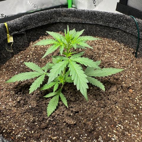Original Cinderella  growlog timeline photo