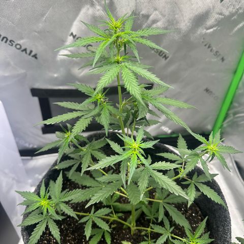 Original Cinderella  growlog timeline photo