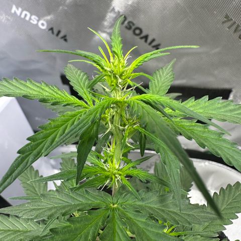 Original Cinderella  growlog timeline photo