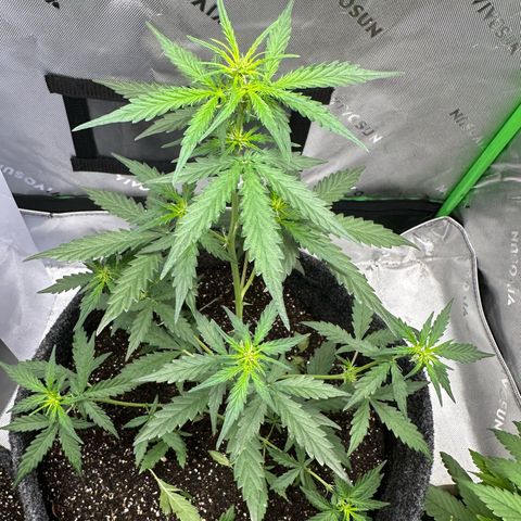 Original Cinderella  growlog timeline photo