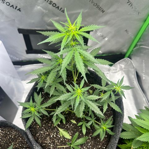 Original Cinderella  growlog timeline photo