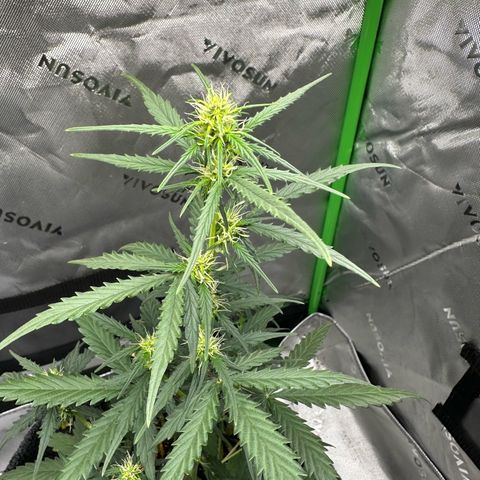 Original Cinderella  growlog timeline photo