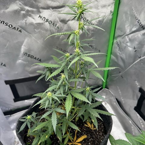 Original Cinderella  growlog timeline photo
