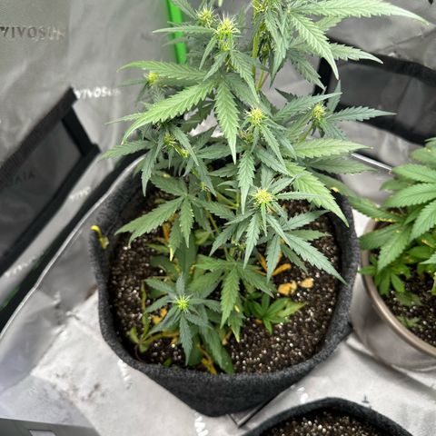 Original Cinderella  growlog timeline photo