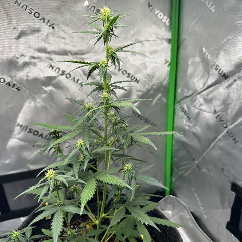 Original Cinderella  growlog timeline photo