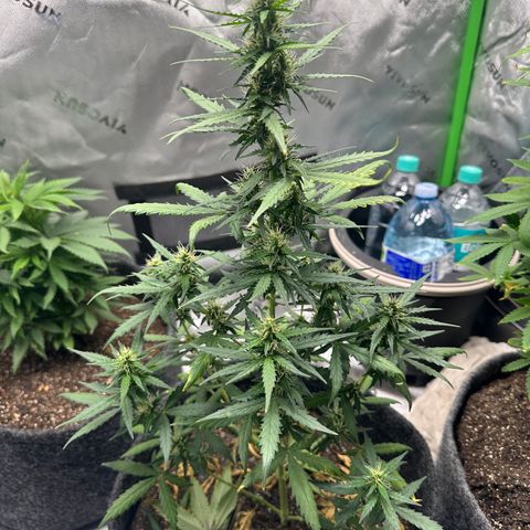 Original Cinderella  growlog timeline photo