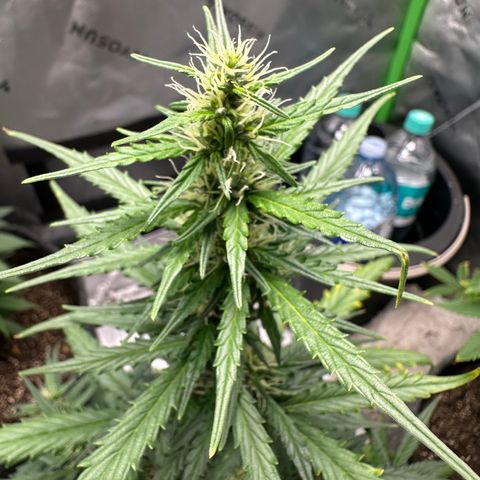 Original Cinderella  growlog timeline photo