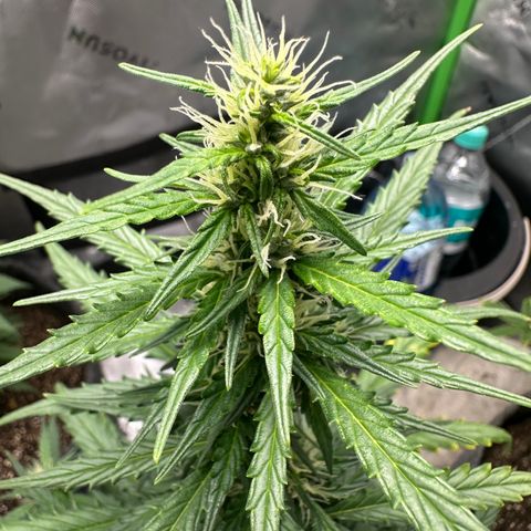 Original Cinderella  growlog timeline photo