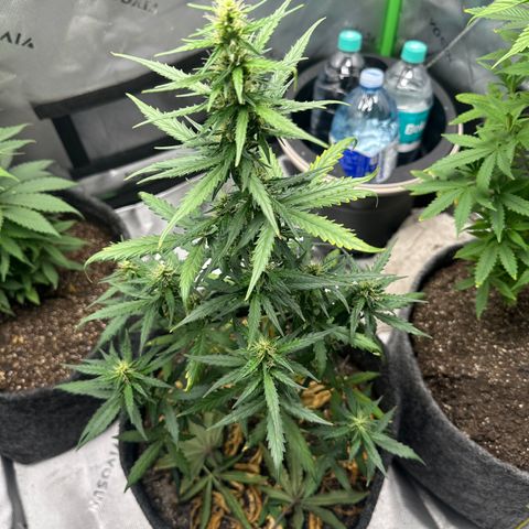 Original Cinderella  growlog timeline photo