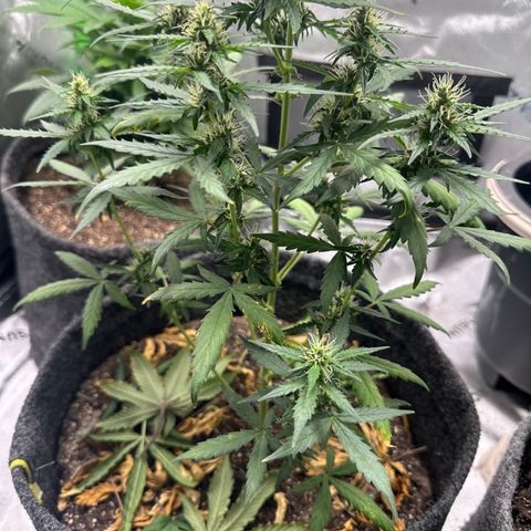 Original Cinderella  growlog timeline photo