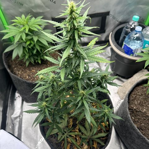 Original Cinderella  growlog timeline photo