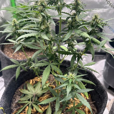 Original Cinderella  growlog timeline photo