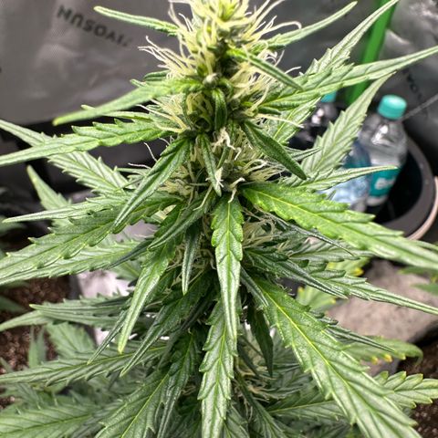 Original Cinderella  growlog timeline photo