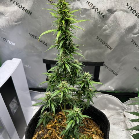 Original Cinderella  growlog timeline photo