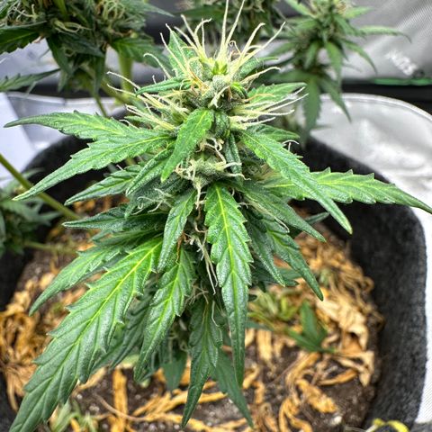 Original Cinderella  growlog timeline photo