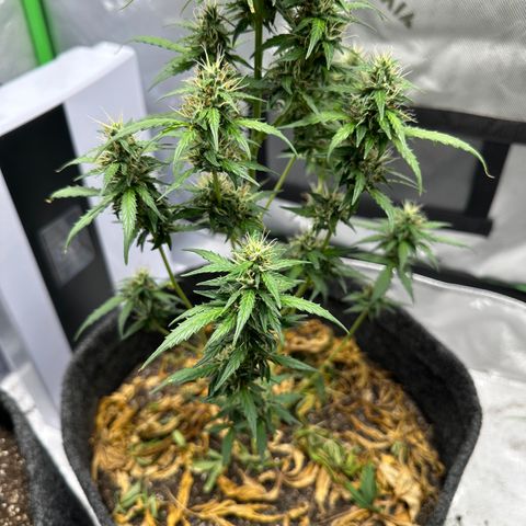 Original Cinderella  growlog timeline photo