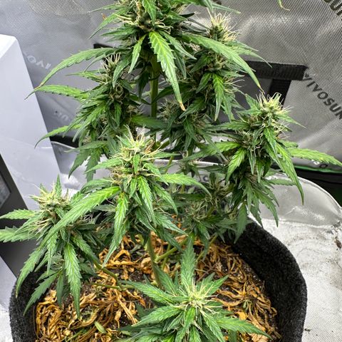 Original Cinderella  growlog timeline photo