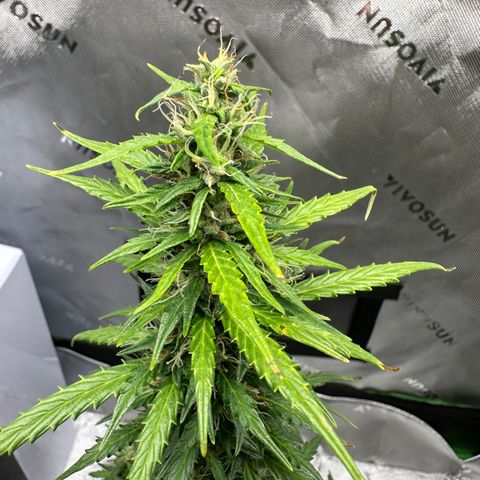 Original Cinderella  growlog timeline photo