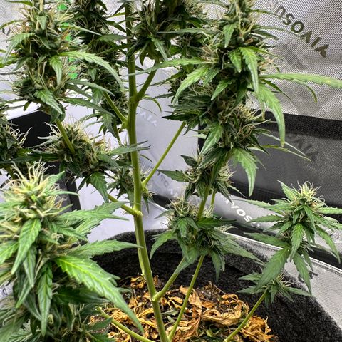 Original Cinderella  growlog timeline photo