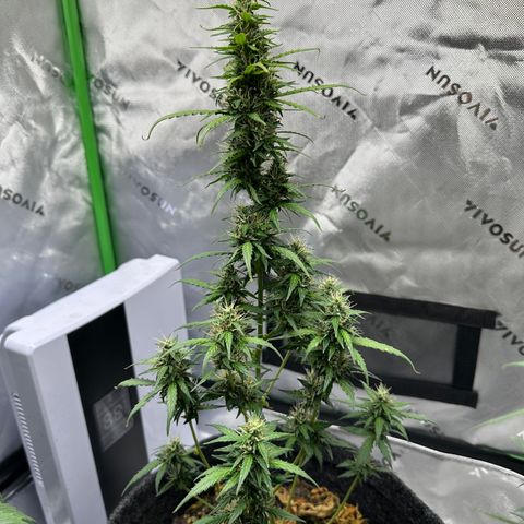 Original Cinderella  growlog timeline photo