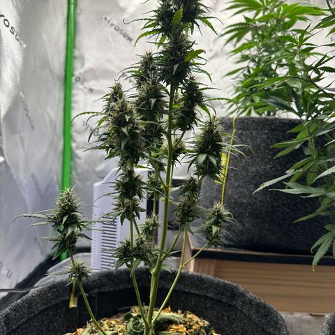 Original Cinderella  growlog timeline photo