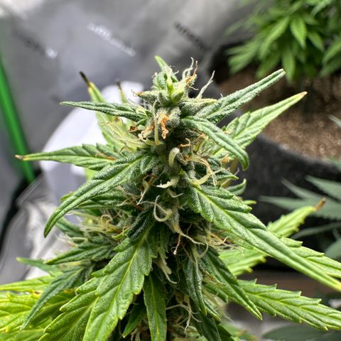 Original Cinderella  growlog timeline photo