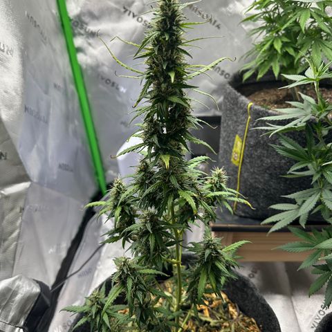Original Cinderella  growlog timeline photo