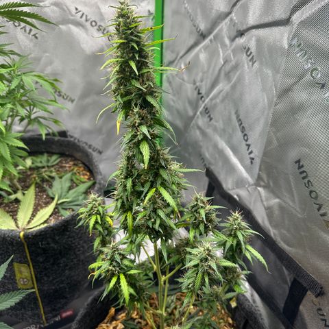 Original Cinderella  growlog timeline photo