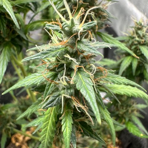 Original Cinderella  growlog timeline photo