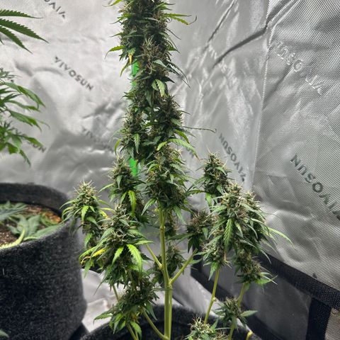 Original Cinderella  growlog timeline photo