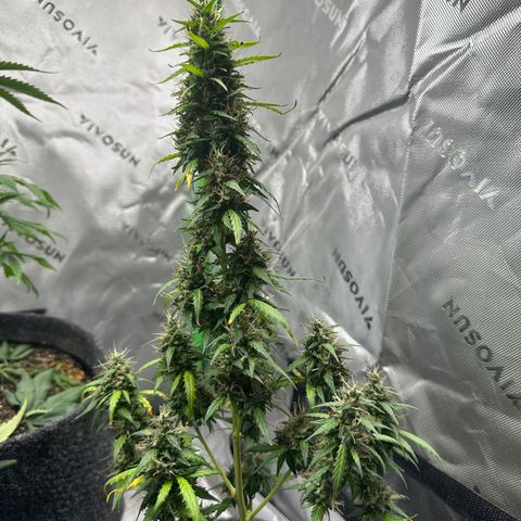 Original Cinderella  growlog timeline photo