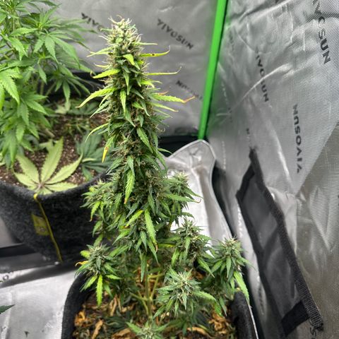 Original Cinderella  growlog timeline photo