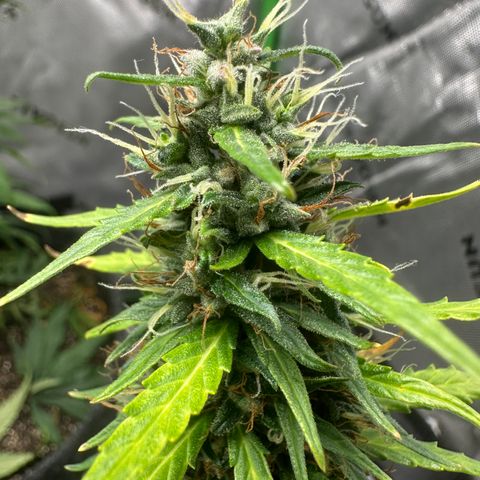 Original Cinderella  growlog timeline photo