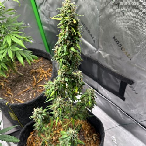 Original Cinderella  growlog timeline photo