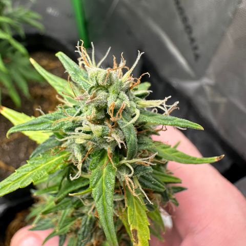 Original Cinderella  growlog timeline photo